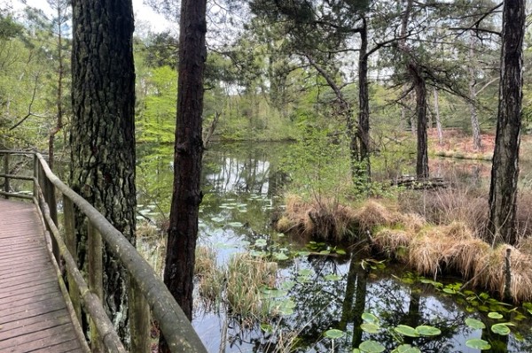 image of woodland